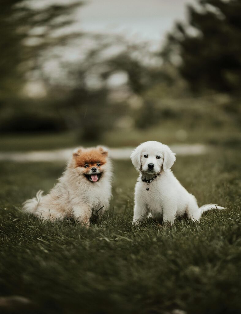 Hot Weather Tips for Pets