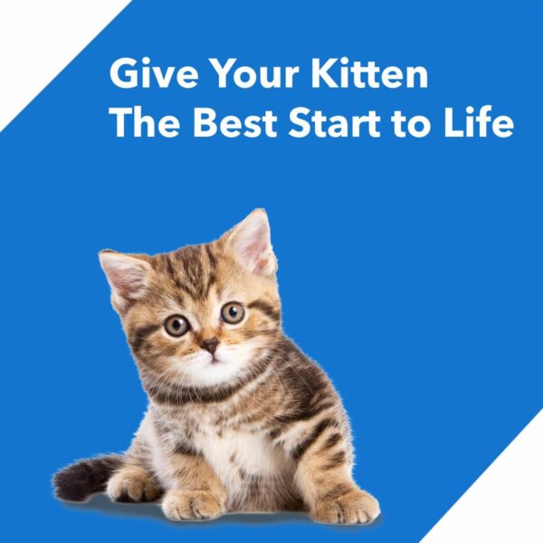 Drools Kitten Food  Ocean Fish - Image 2