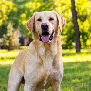 Porduct Category DOGS