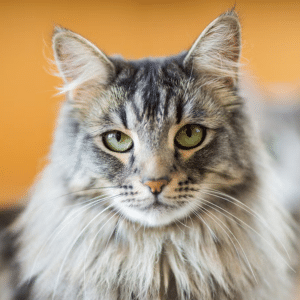 Porduct Category CATS