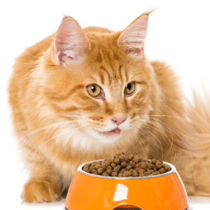 CAT FOOD